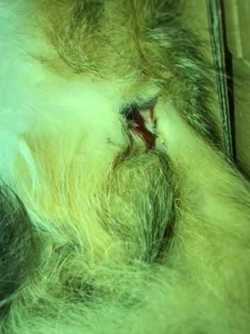 Katze Nach Blutung Haustiere Katzen Tierarzt