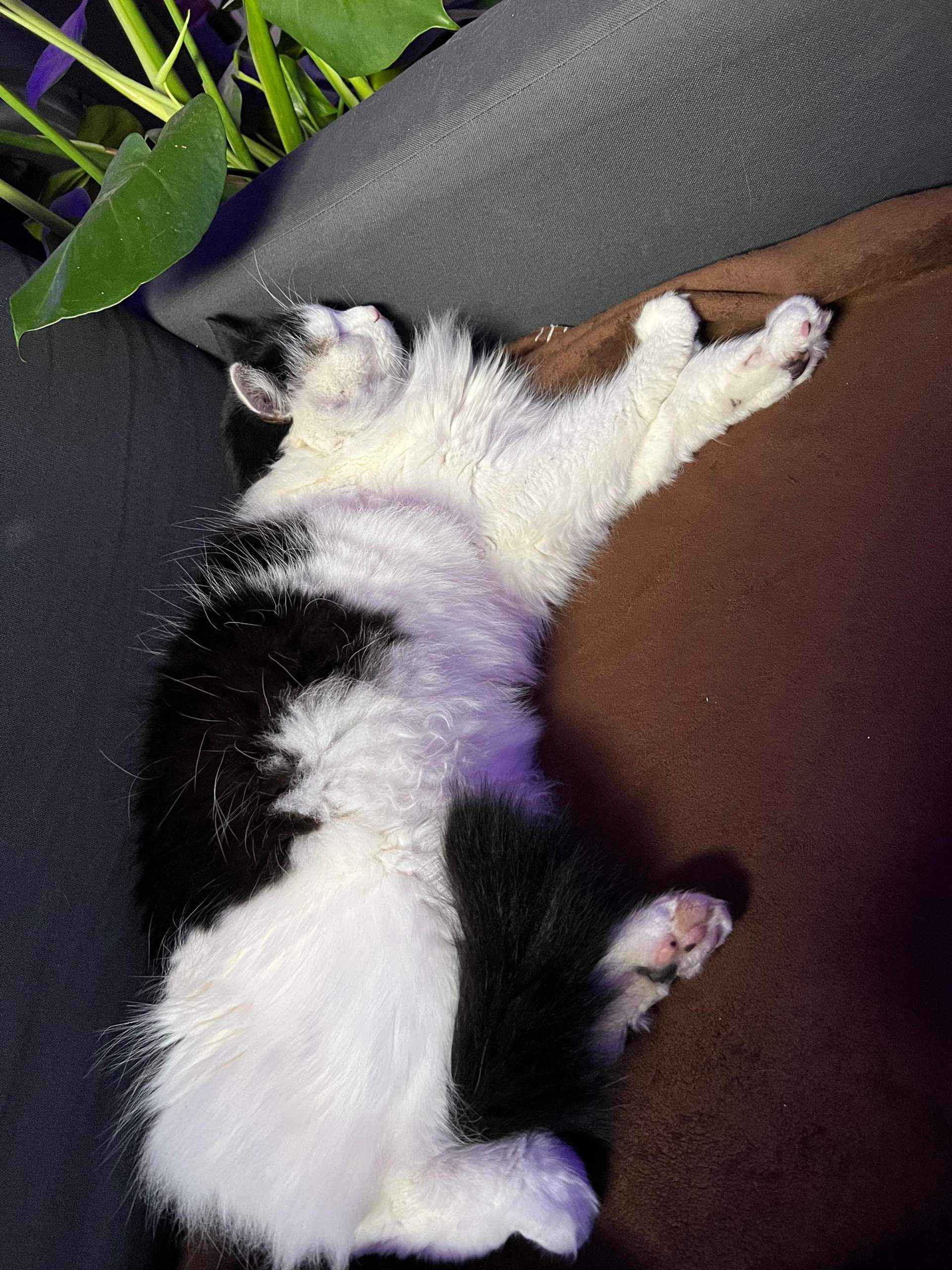 Katze nach dem Umzug am besten eingewöhnen? (Kater, Freigänger)