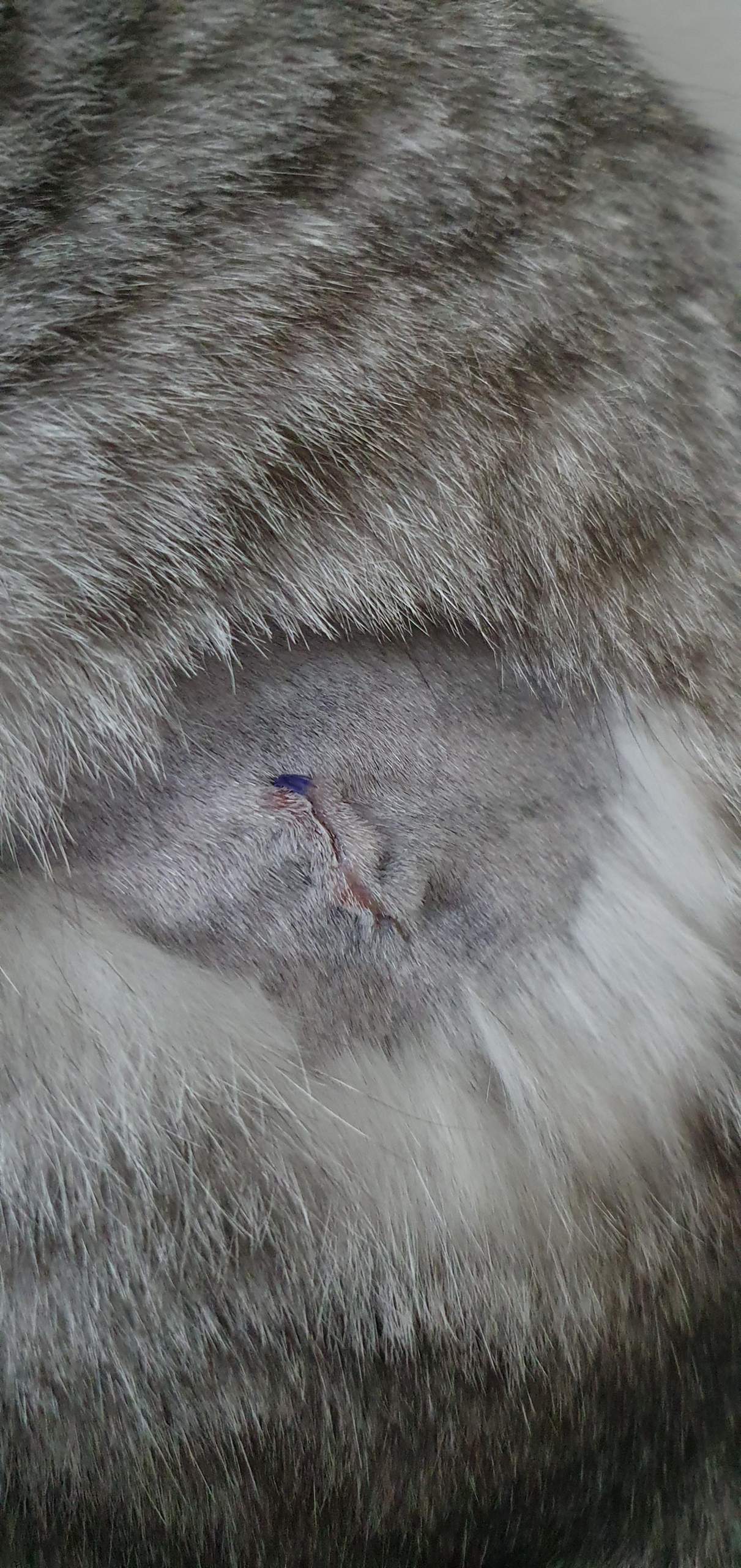 Katze nach Kastration ohne Halskrause? (Operation, Entzündung, Tierarzt)