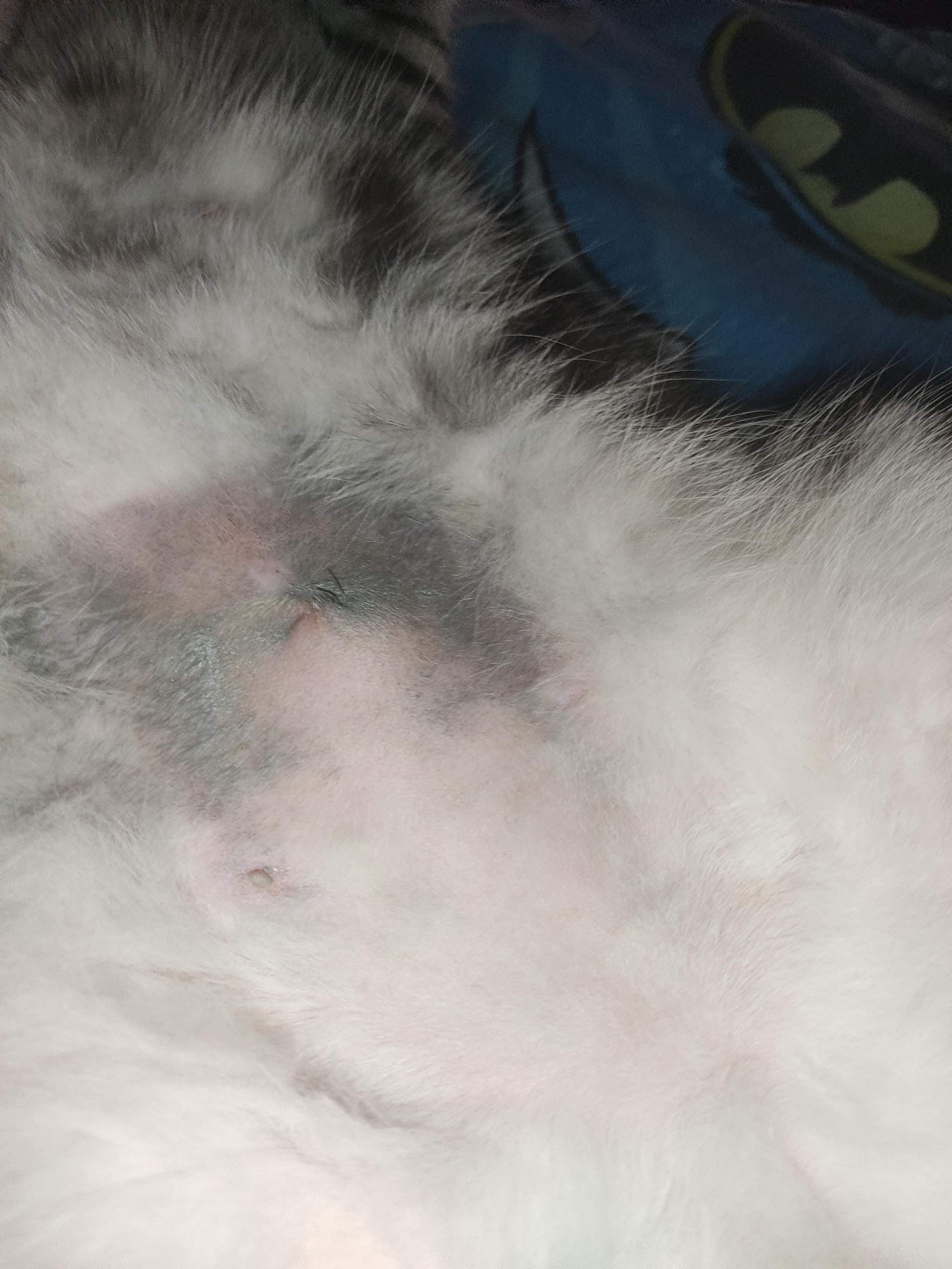 Katze nach Kastration unterhalb harter Bauch? (Tierarzt, Tiermedizin, Hauskatze)