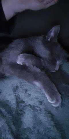 Katze Pisst Uberall Hin Katzenpsychologie Grunde Fur