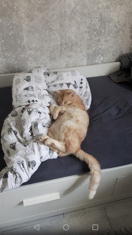 katze nimmt immer mehr ab obwohl er normal frisst gesundheit gewichtsverlust