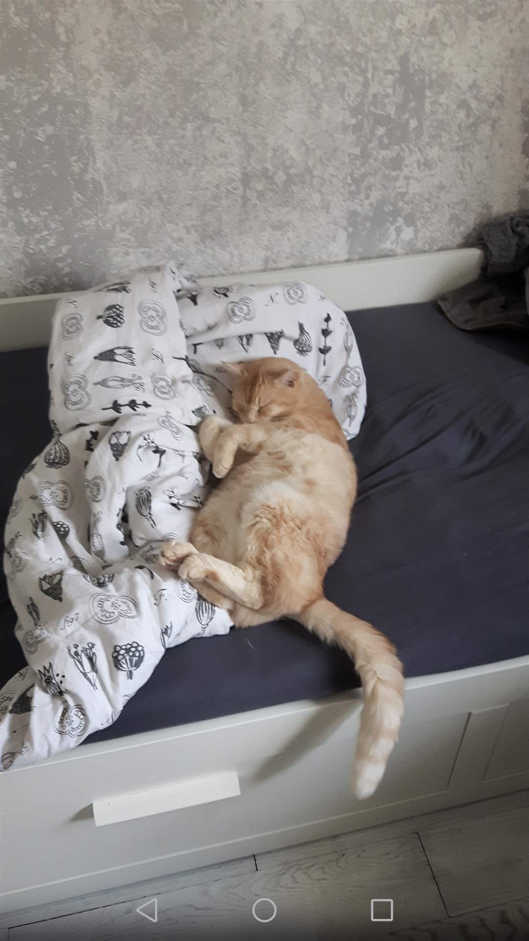 Katze nimmt immer mehr ab obwohl er normal frisst? (Gesundheit, Gewichtsverlust)
