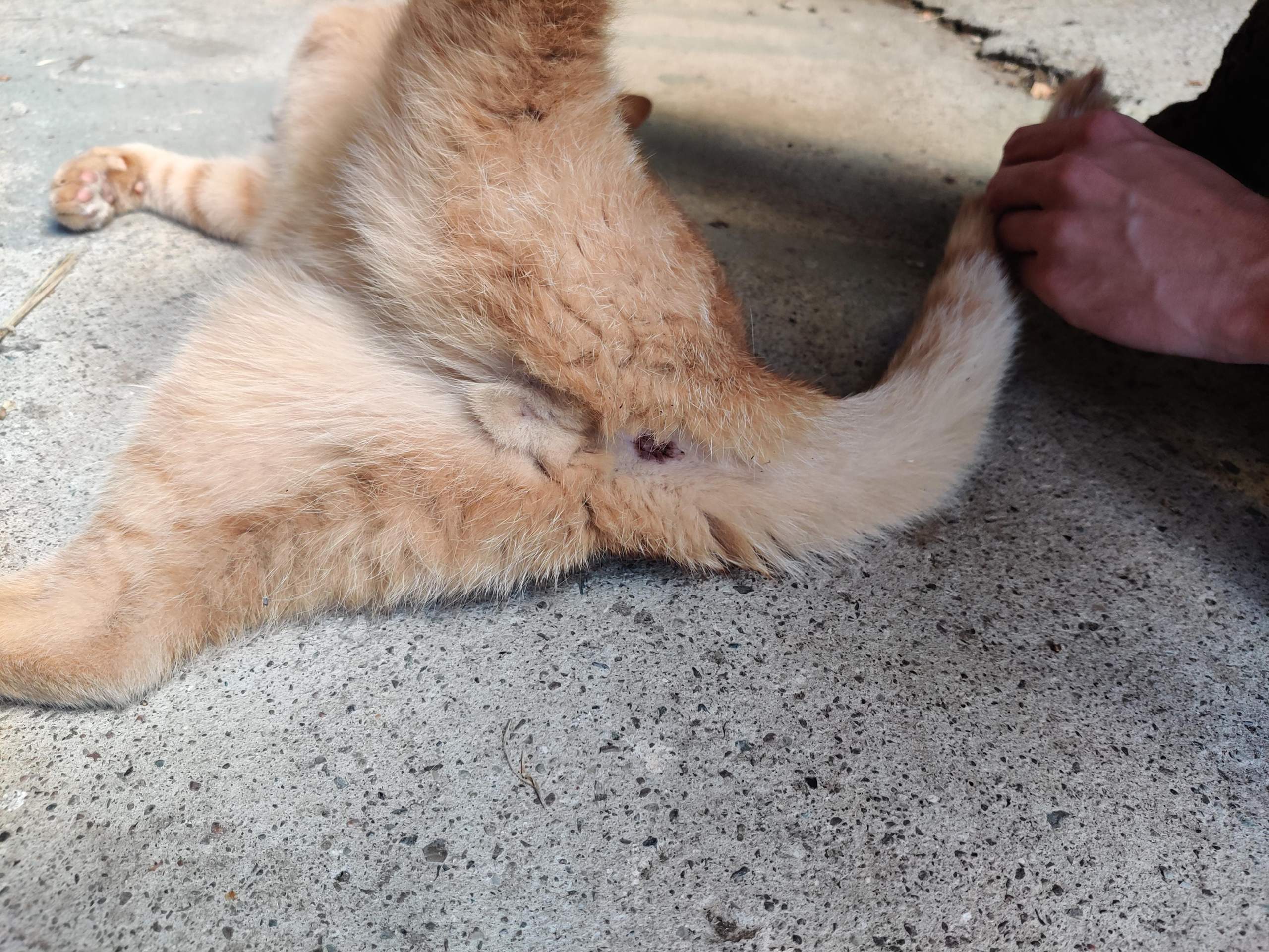 Kann Ein Kastrierter Kater Noch Decken Katze oder Kater? (Hauskatze, Kastration)
