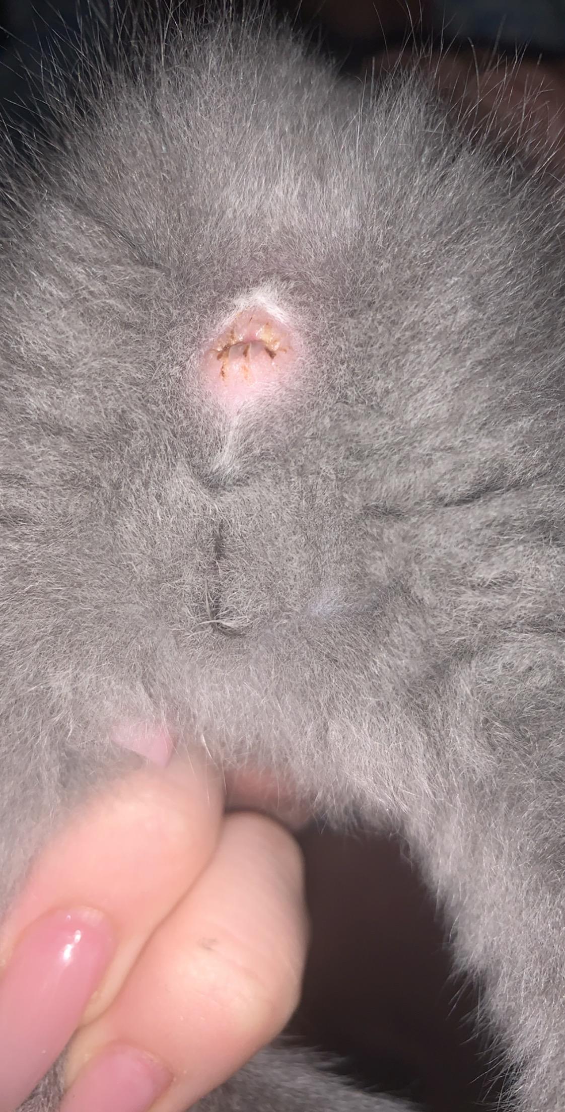 katze oder kater britisch kurzhaar