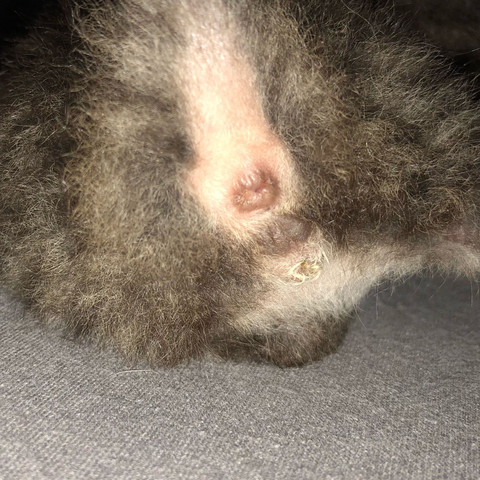 Kater Oder Katze Was Ist Anhänglicher Verschmuster