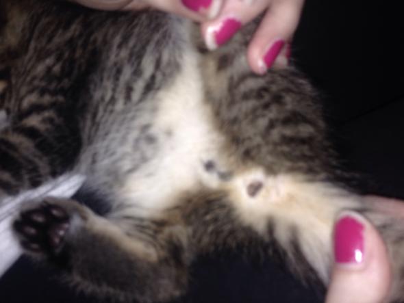 katze oder kater o freizeit haustiere geschlecht