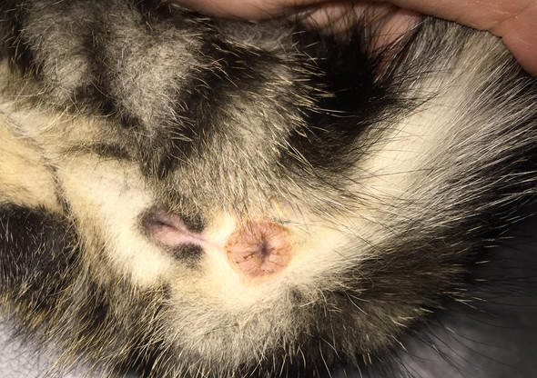 katze oder kater woran erkenne ich das geschlecht