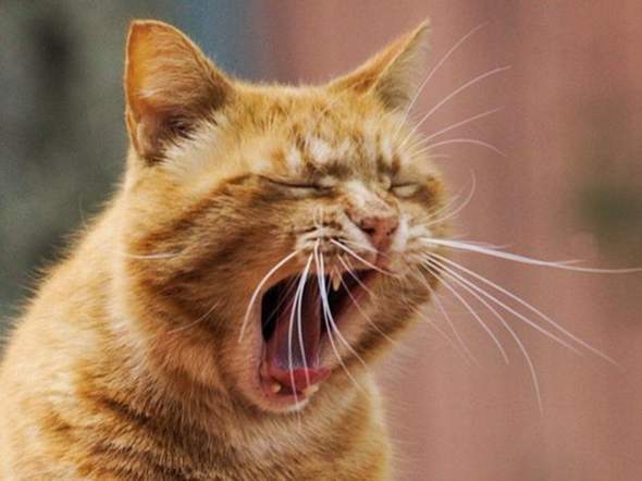 katze oder lowe gesundheit und medizin psychologie tiere