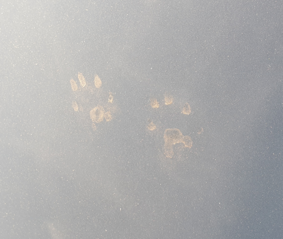 Katze Oder Marder Auto Tiere
