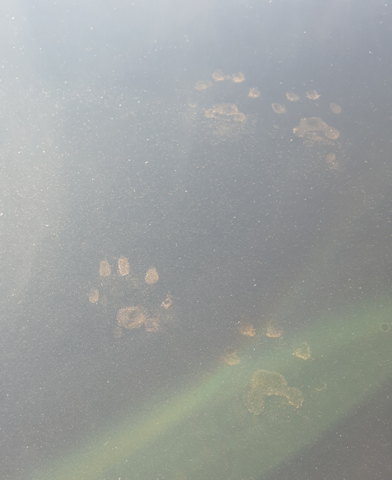 Katze Oder Marder Auto Tiere