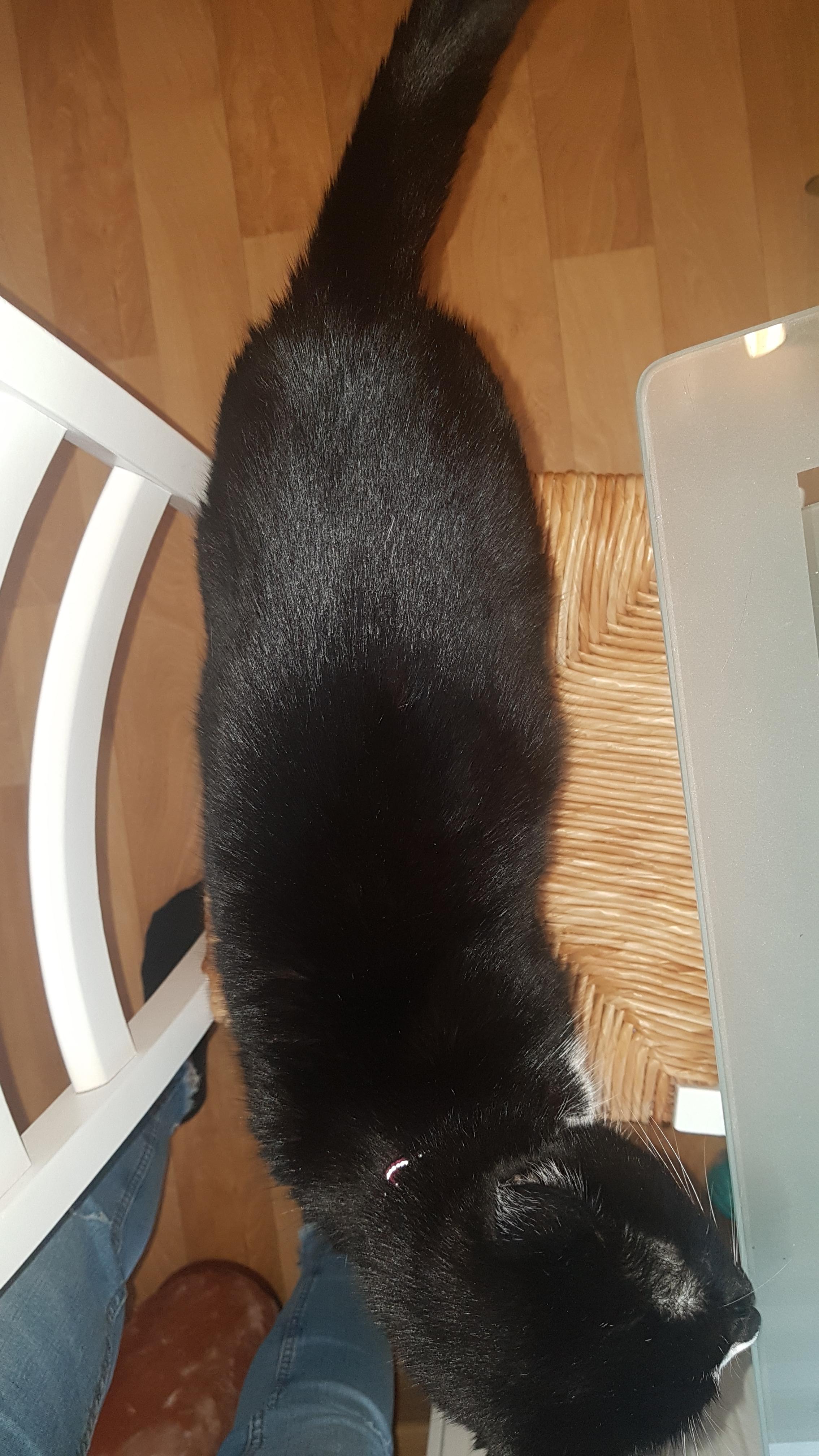 katze plotzlich dick gesundheit und medizin