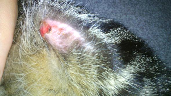 katze reisst sich fell und haut heraus krank katzen