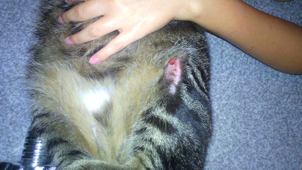 katze reisst sich fell und haut heraus krank katzen
