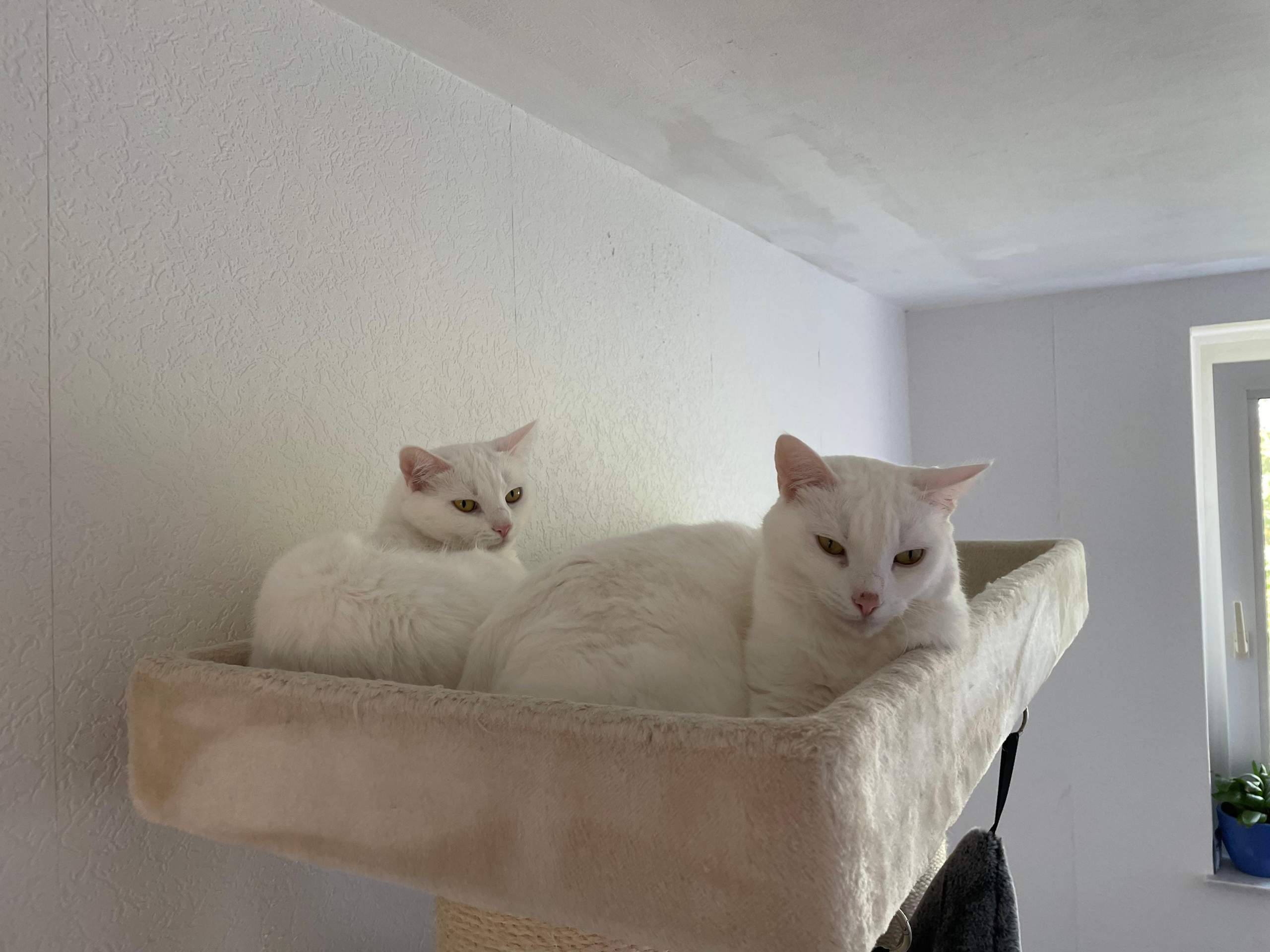 Fremde Katze Sitzt Vor Der Tür Und Miaut Katze rennt ins Treppenhaus und Miaut dann vor Angst? (Kater