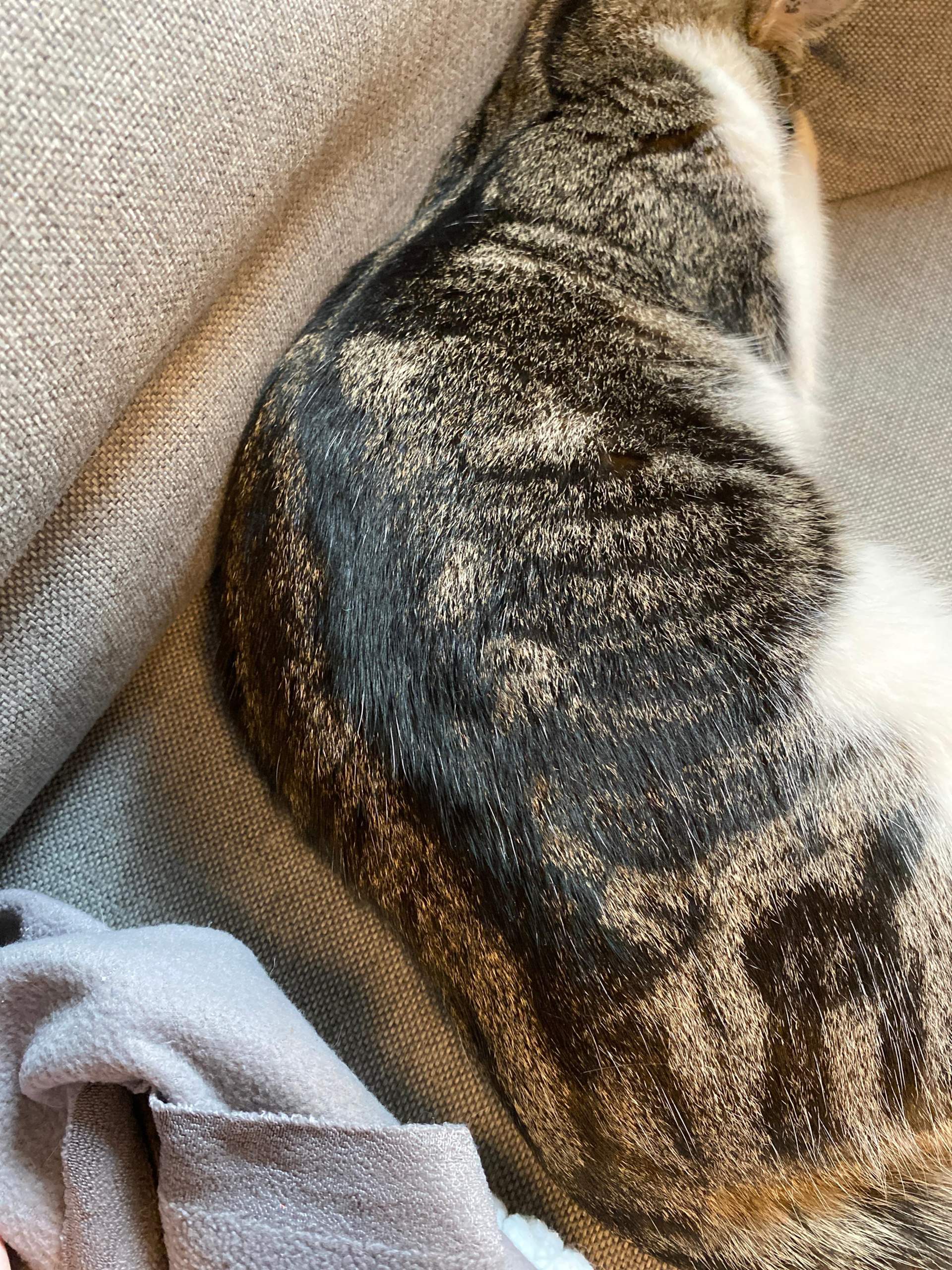 Katze Rippen gebrochen? (Tierarzt, Kater, Tiermedizin)