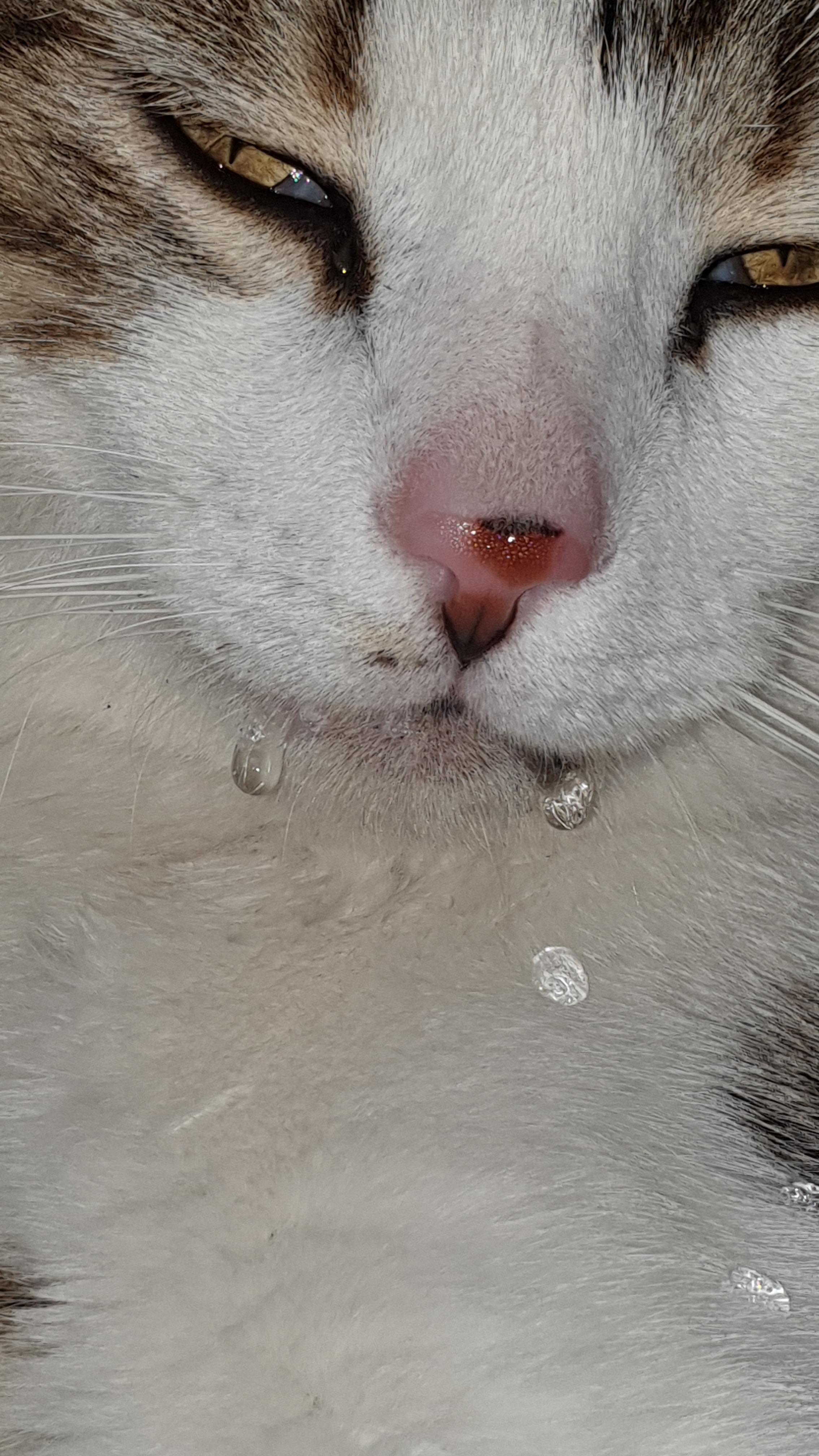 katze sabbert zu viel krankheit sabbern