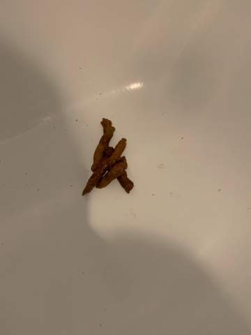 katze kotet immer noch vor die toilette tiere kitten katzenklo