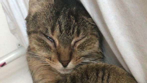 katze schlaft mit offenem auge und zuckt tiere katzen artgerechte haltung