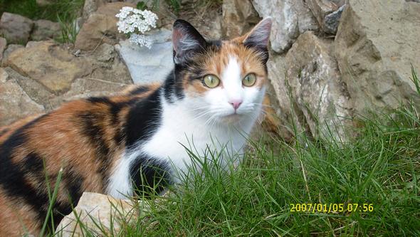 Katze Schläft Ungewöhnlich Viel Und Niest Häufig