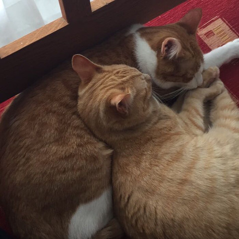 Katze Schlingt Und Kotzt Tiere Katzen Kinder Und Erziehung