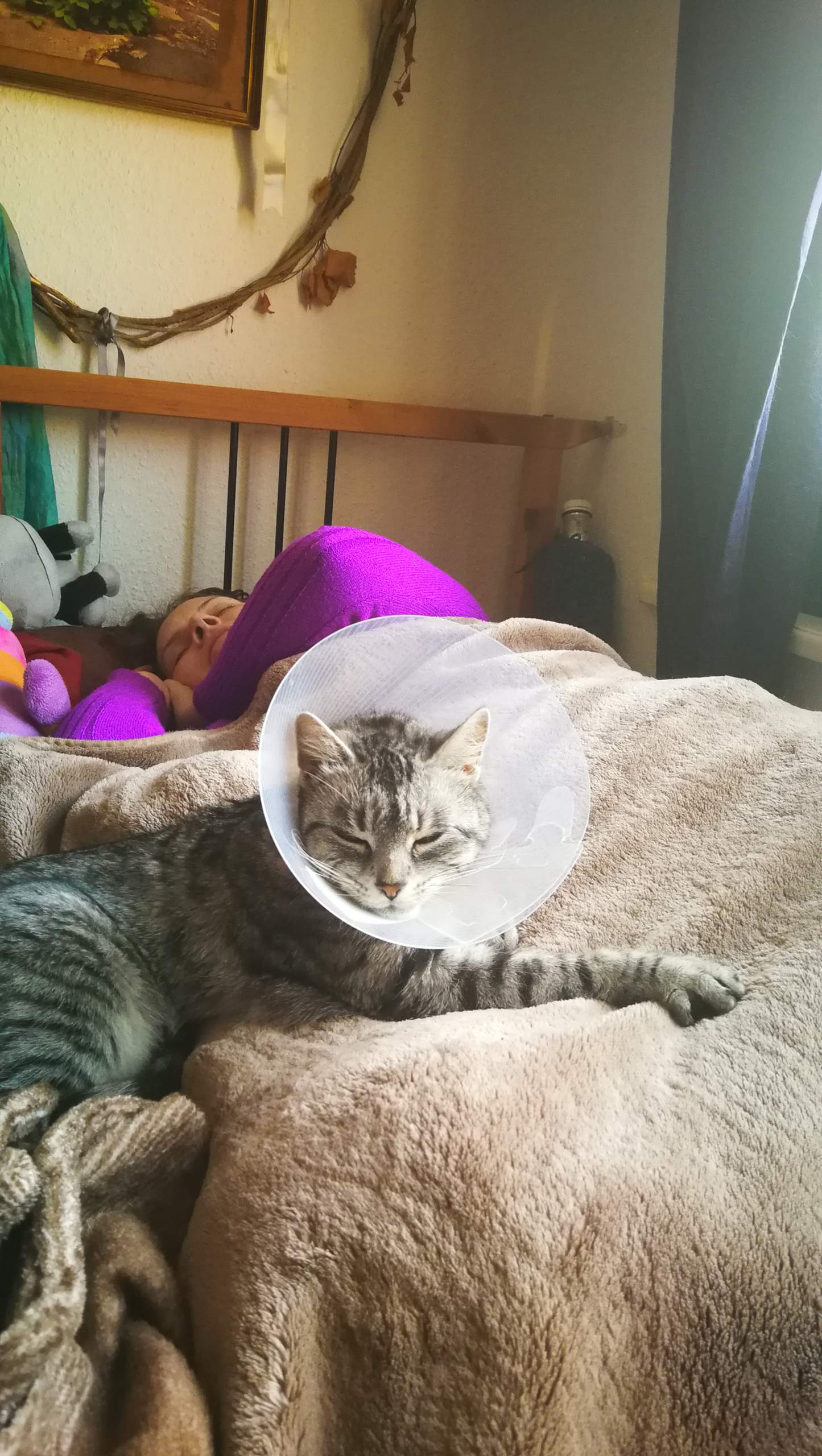 Katze schnurrt und schmust nach der Kastration ausßergewöhnlich viel ...
