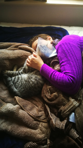 katze schnurrt und schmust nach der kastration ausssergewohnlich viel tiere schnurren kraulen