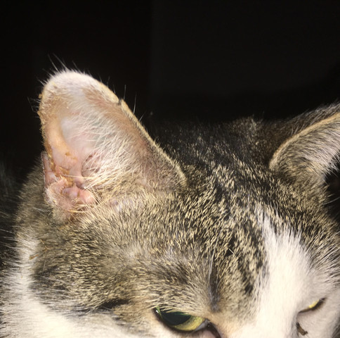 Katze Schüttelt Kopf Und Rennt Herum Ohr