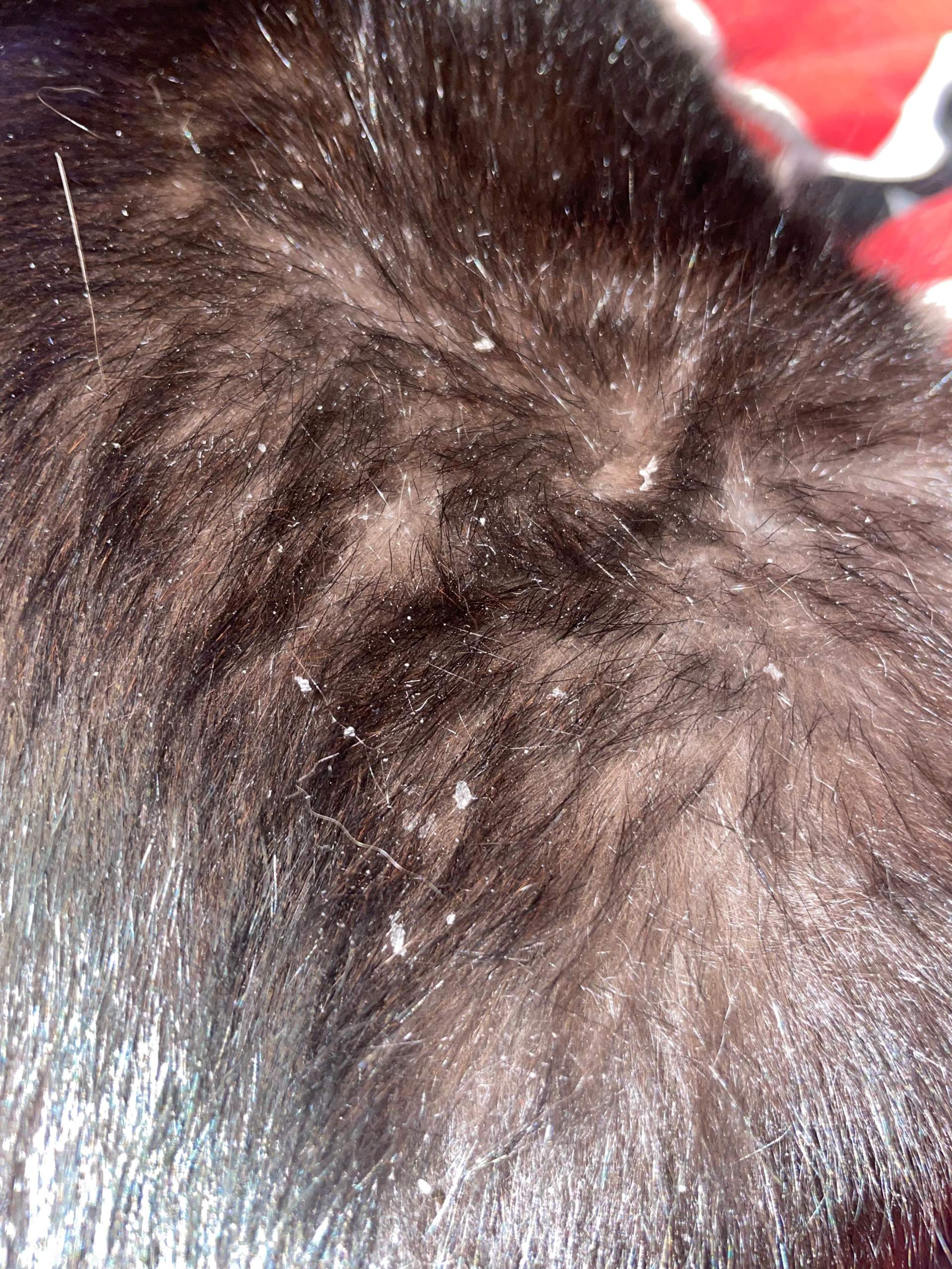 Katze schuppt, muss man damit zum Tierarzt? (Fell)
