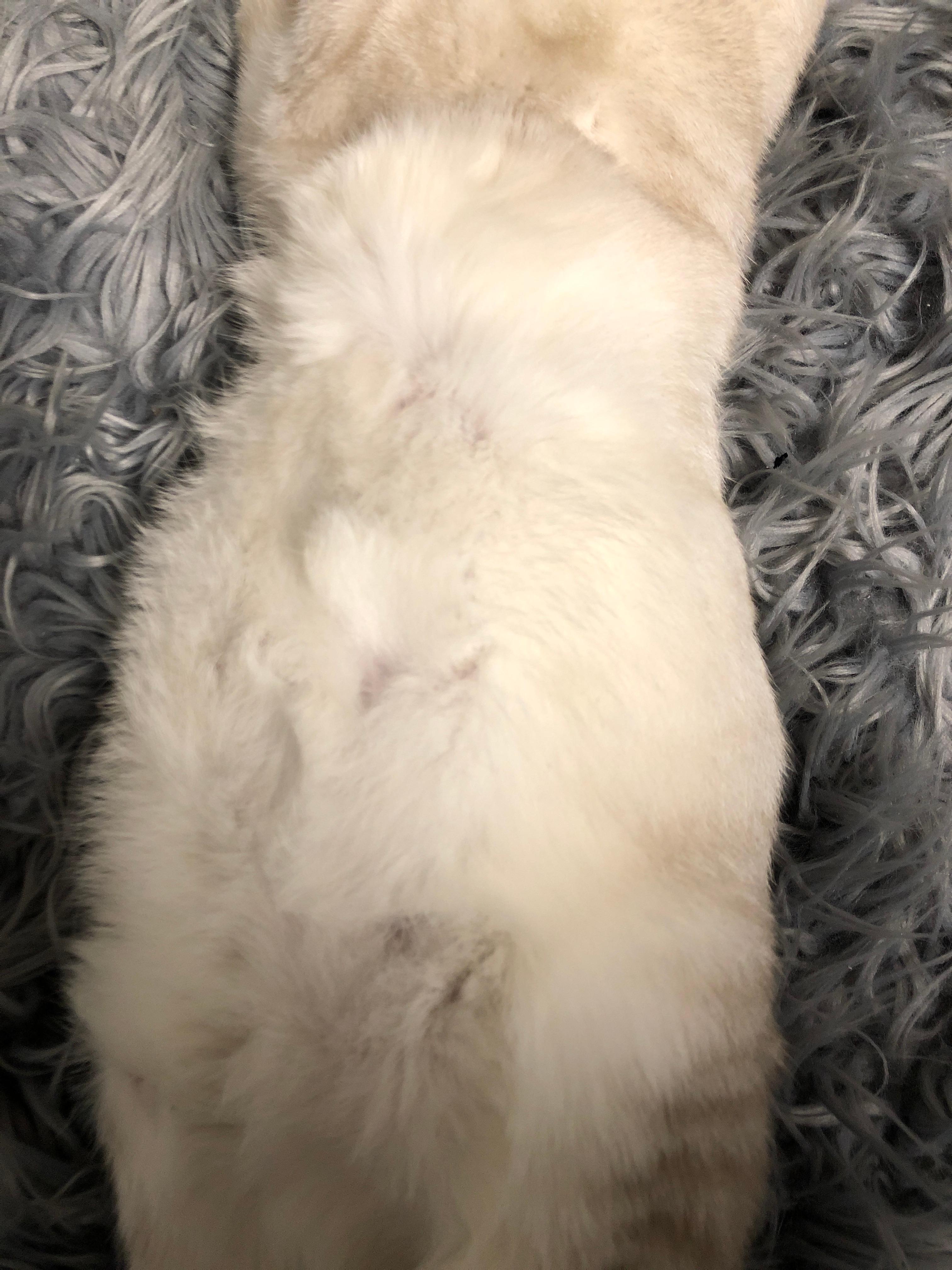 katze schwanger katzen artgerechte haltung