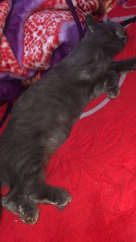 katze schwanger bzw trachtig tiere zucht trachtigkeit