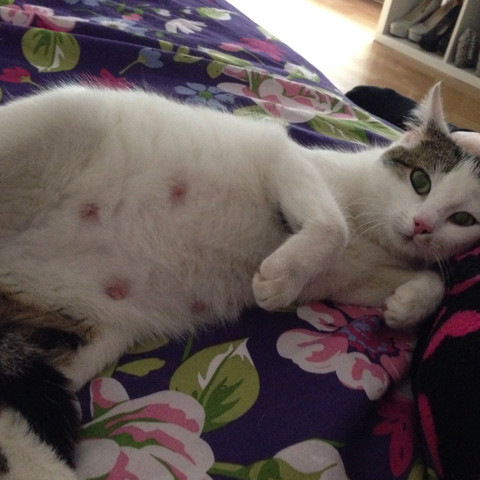 katze schwanger hat sie schmerzen katzen