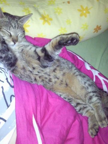 Katze Schwanger Wann Ist Es Soweit Tiere Schwangerschaft