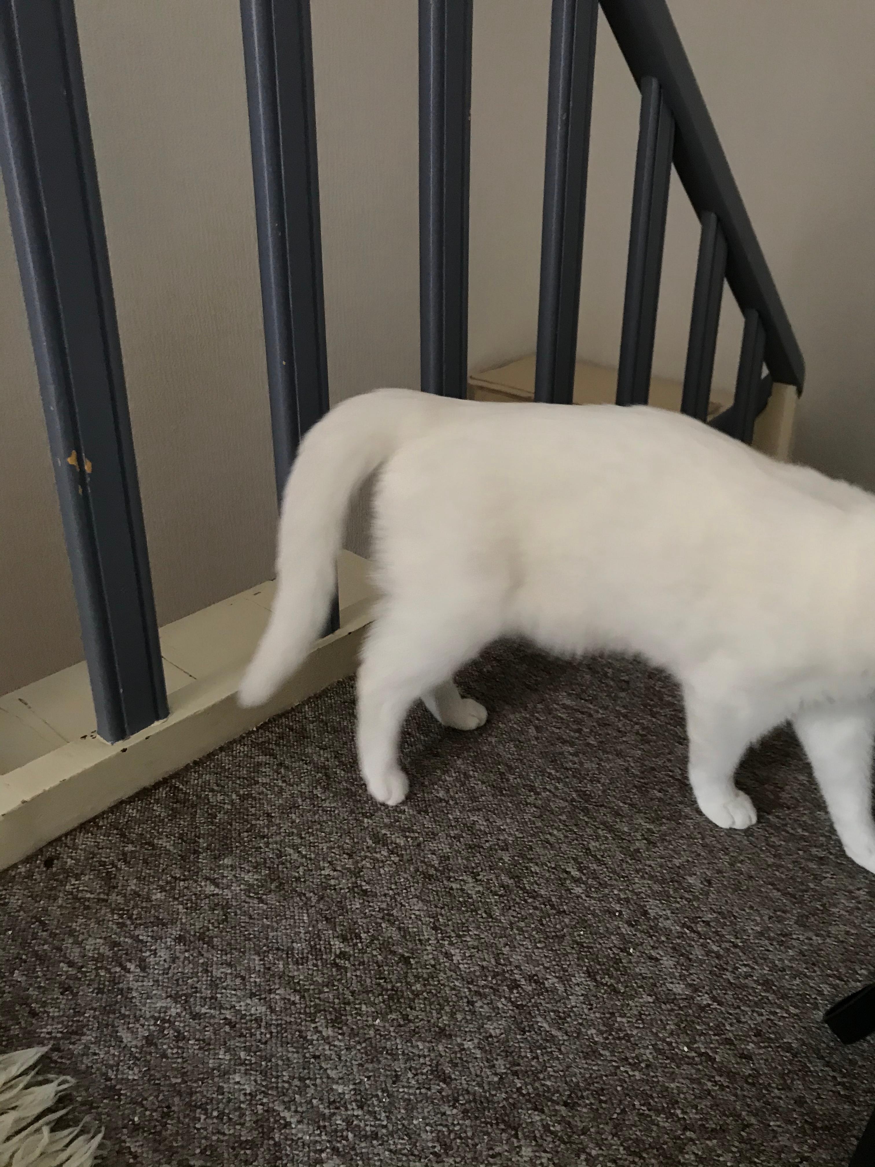 katze schwanz katzen tierarzt kater
