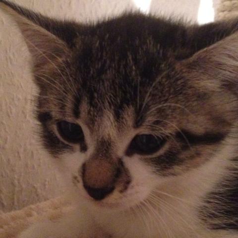 Katze Sieht Aus Als Hatte Sie Traurige Augen Traurig Blicke