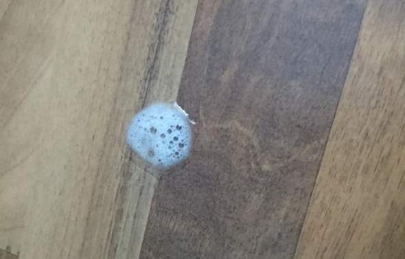 katze spuckt speichel gesundheit und medizin tiere tierarzt