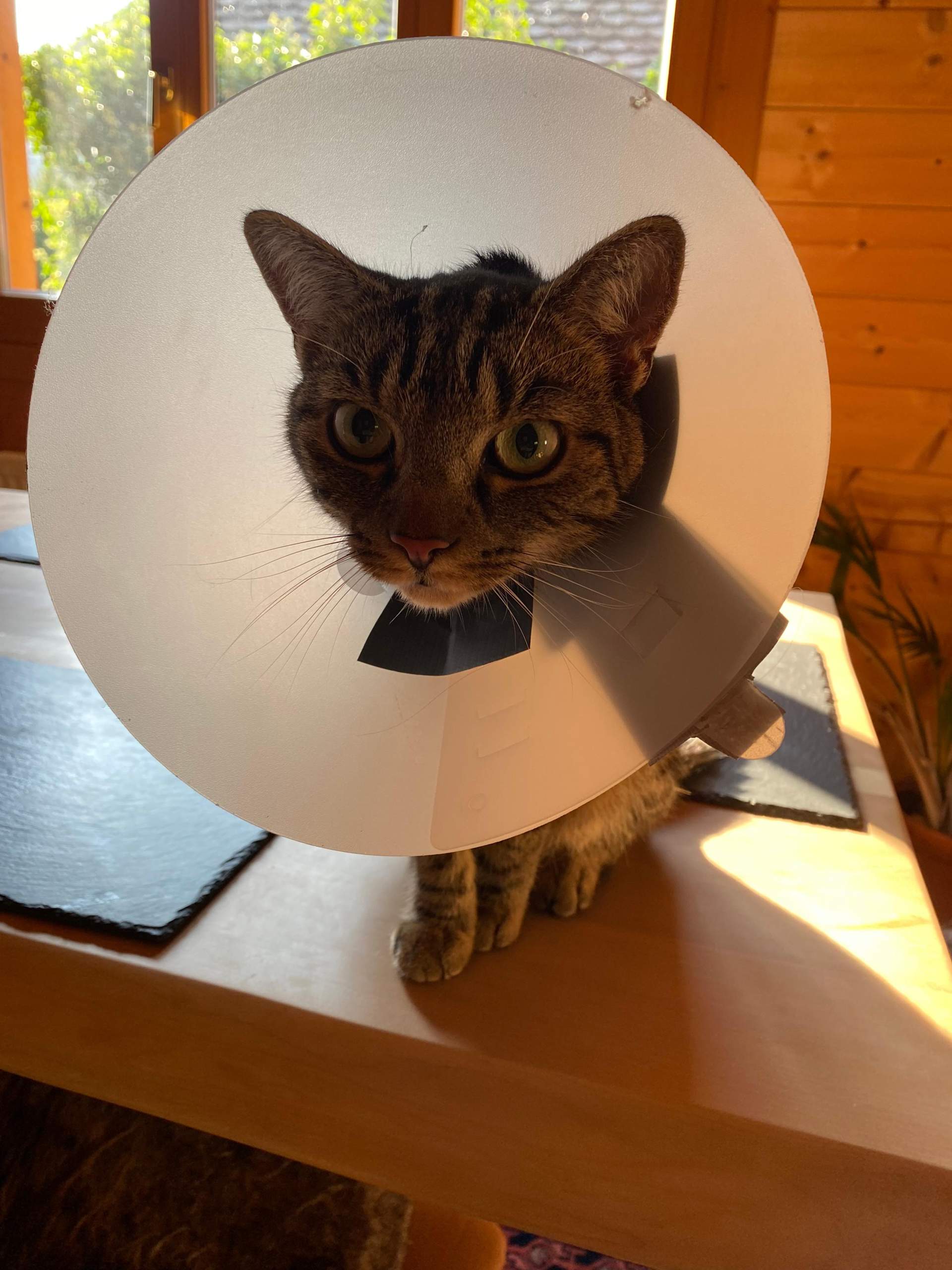 Katze steckt Pfote in Halskrause? (Operation, Tierarzt, Kater)