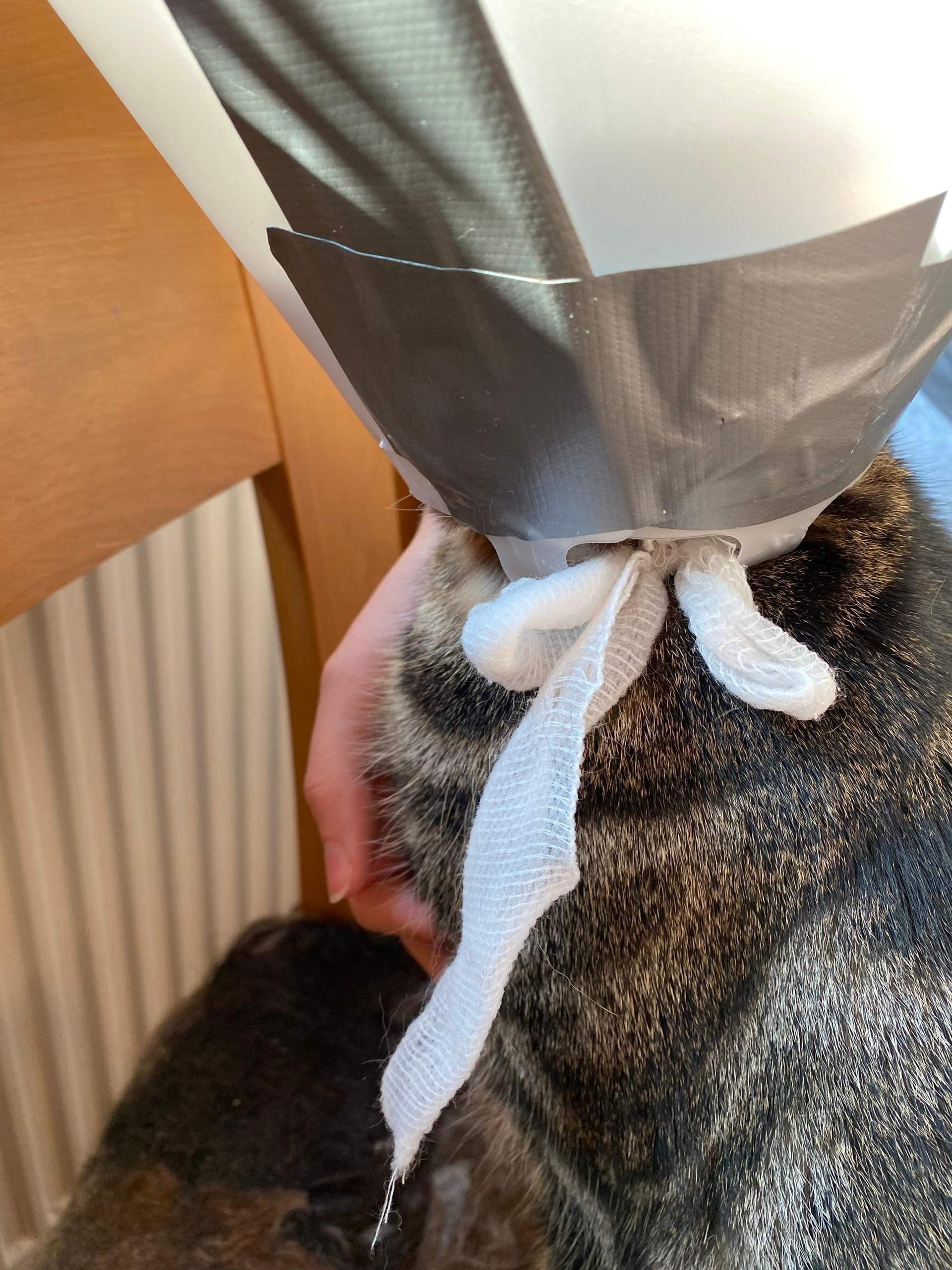 Katze steckt Pfote in Halskrause? (Operation, Tierarzt, Kater)
