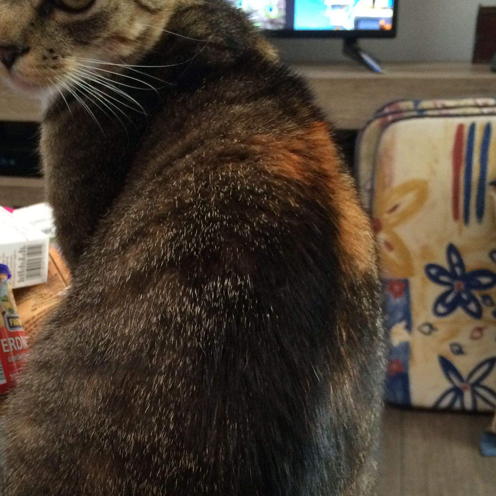 Katze Leckt Sich Fell Weg - information online