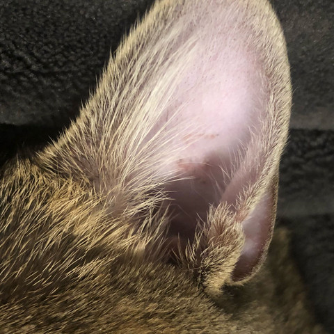katze tattoo einfach abgeblattert tiere kater