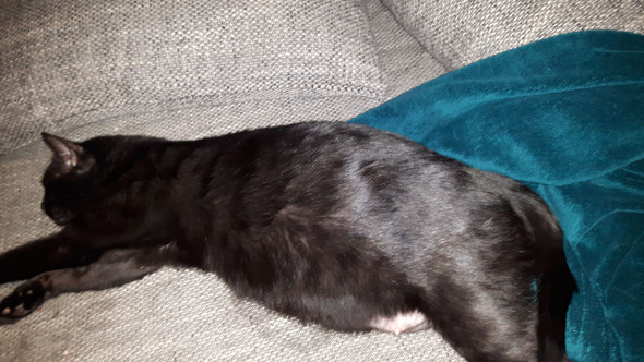 katze trachtig anzeichen wann gehts los tiere haustiere katzen