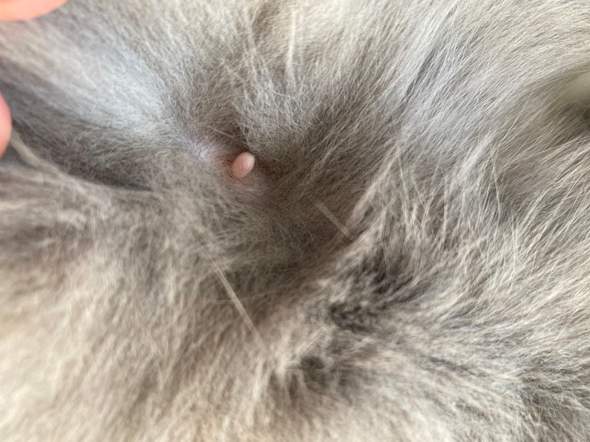 katze trachtig oder nicht