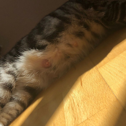 Katze Trachtig Wann Kommen Die Babys Tiere Schwanger