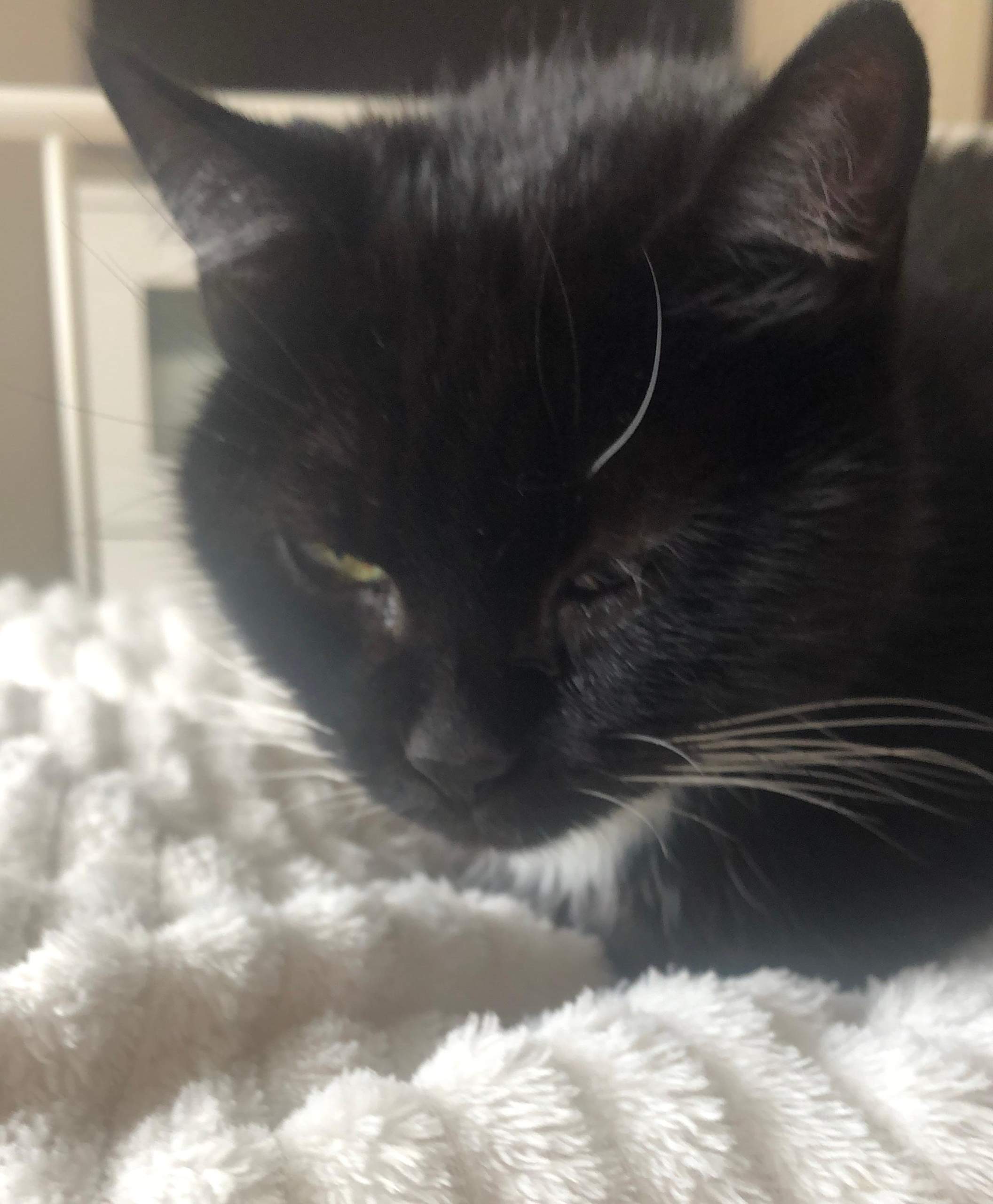 Katze tränendes Auge? (Augen)