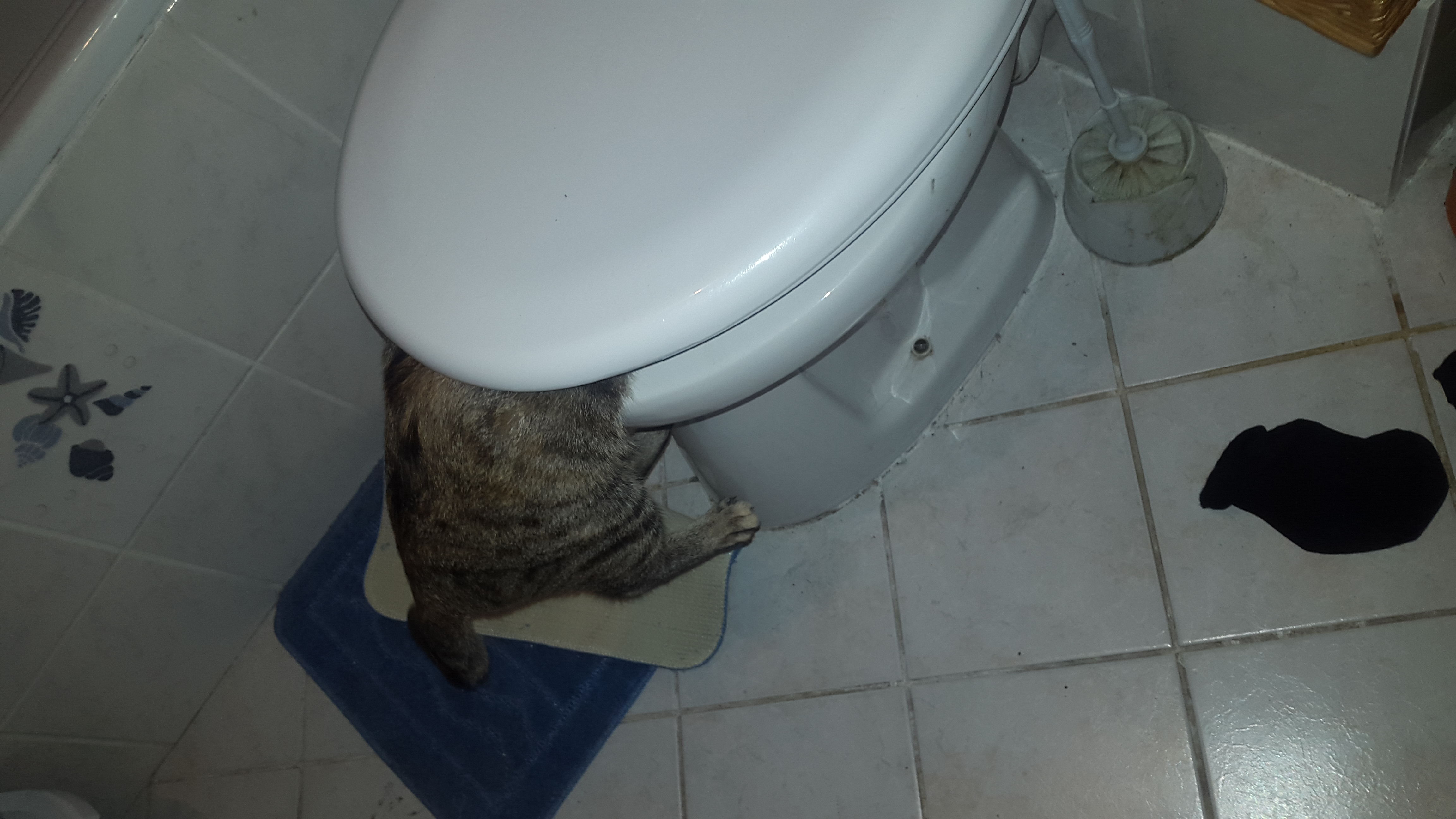 Katze trinkt aus Toilette?