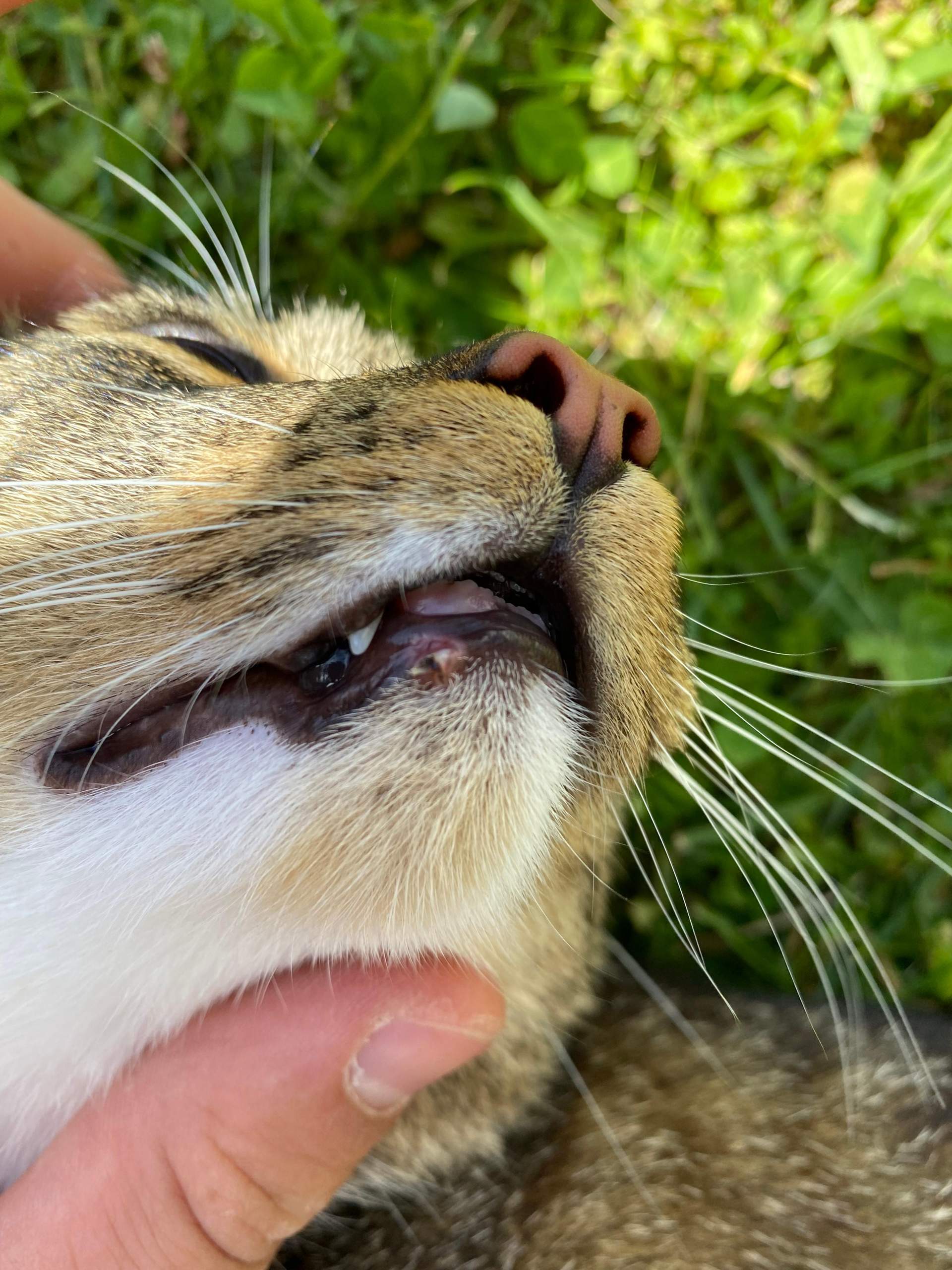 Katze Verletzung Mund? (Haustiere, Tierarzt)