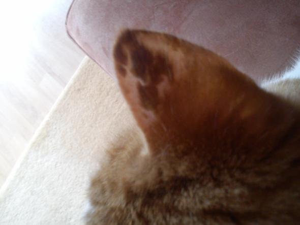 Katze Verliert Broselartig Fell Am Ohr