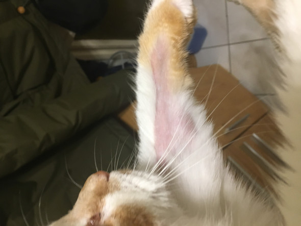 katze verliert das komplette fell gesundheit und medizin tiere krankheit