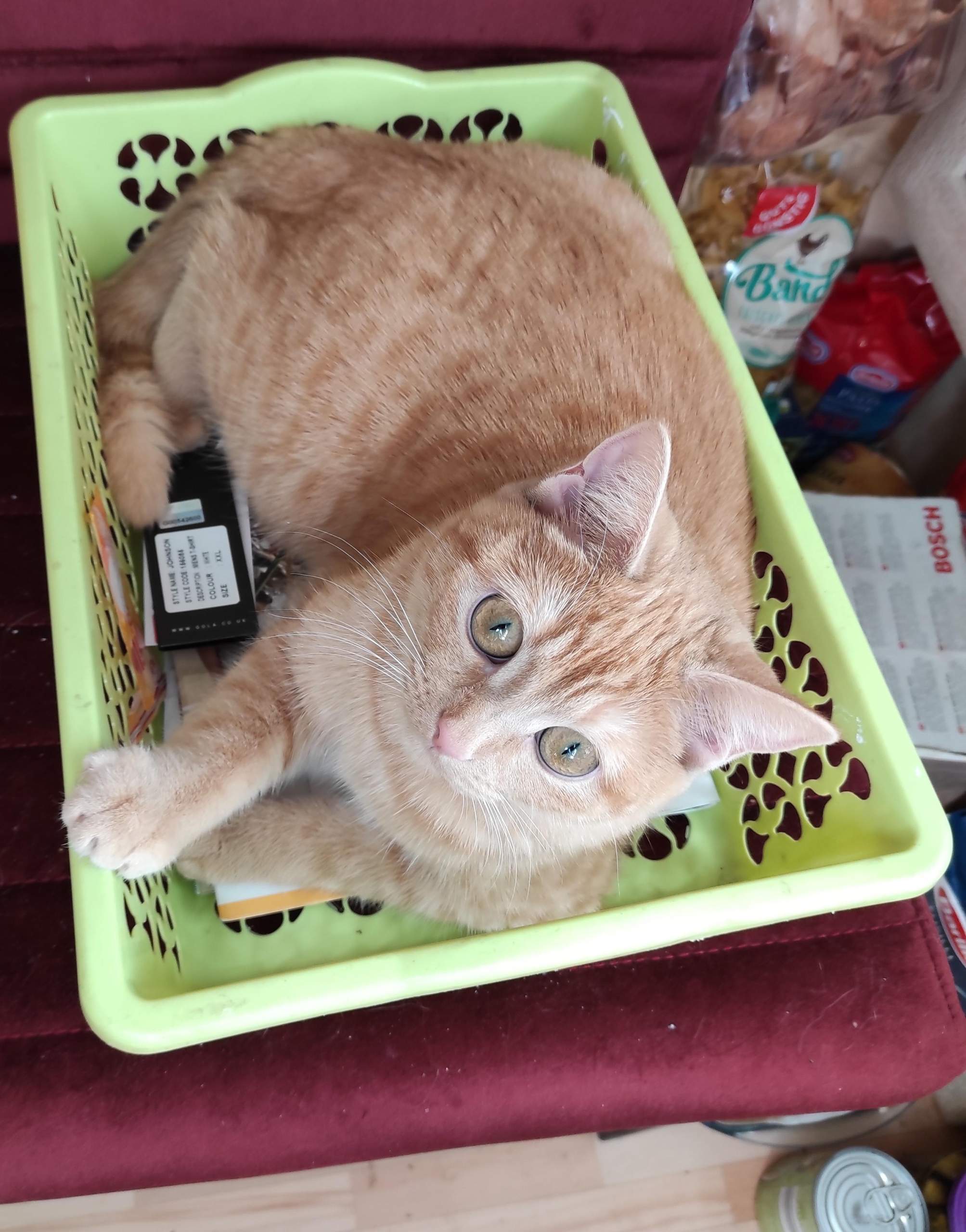 Katze verweigert Nassfutter was soll ich tun? (Ernährung, Tierarzt, Kater)