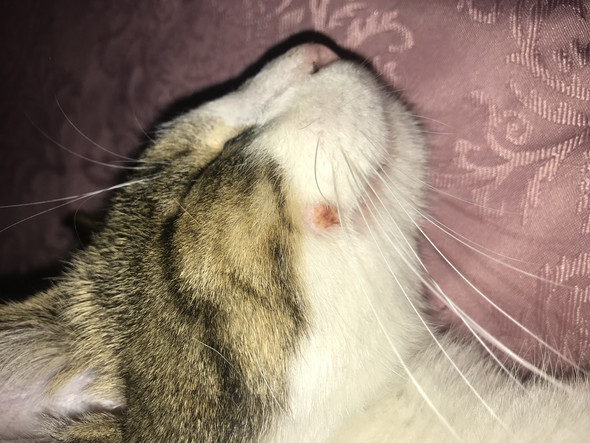 Katze Was Das Fur Fleck Wegen Flohe Haustiere Katzen Tierarzt